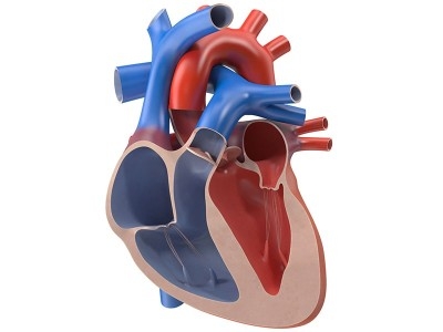 aort-ve-mitral-kapak-cerrahisi